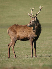 2006-12-28-richmond_park_deer.jpg