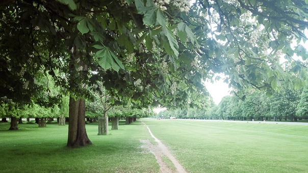 Beautiful Bushy Park